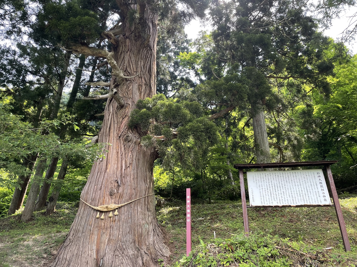 巌神権現のクロベ - 大蔵村観光協会